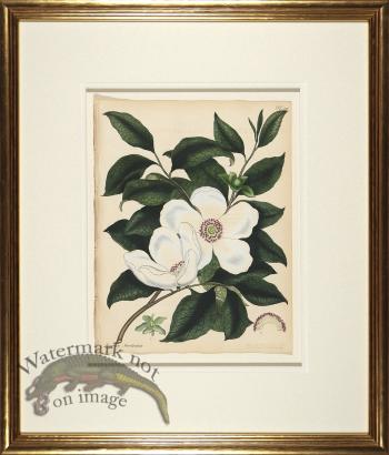 Andrews Botanicals in Gold Frame 06